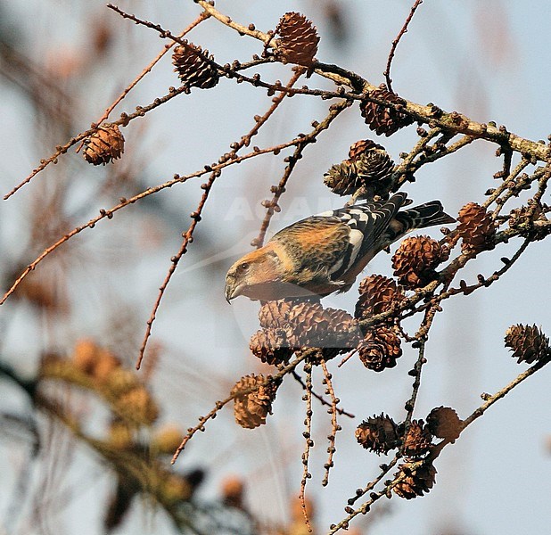 Male Two-barred Crossbill (Loxia leucoptera bifasciata) at Gribskov in Denmark. Foraging on cones. stock-image by Agami/Helge Sorensen,