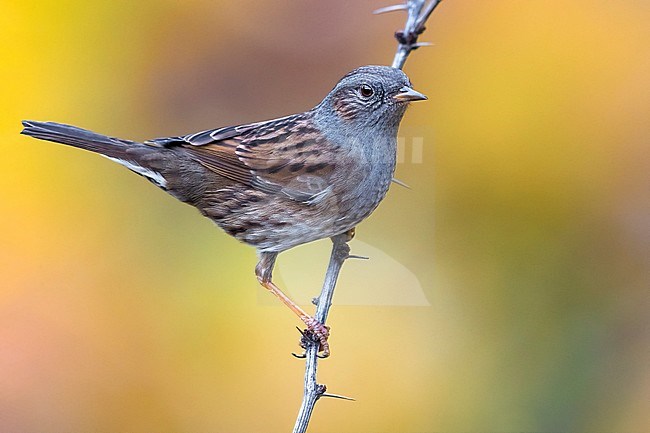 Heggemus, Dunnock, Prunella modularis stock-image by Agami/Daniele Occhiato,