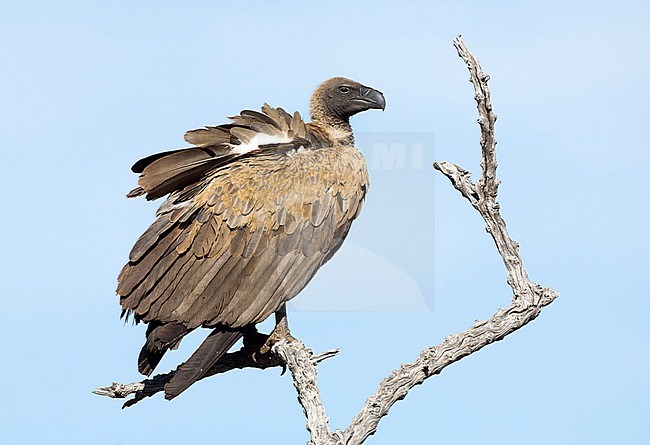 African White-backed Vulture, Gyps africanus, in Namibia. stock-image by Agami/Arie Ouwerkerk,