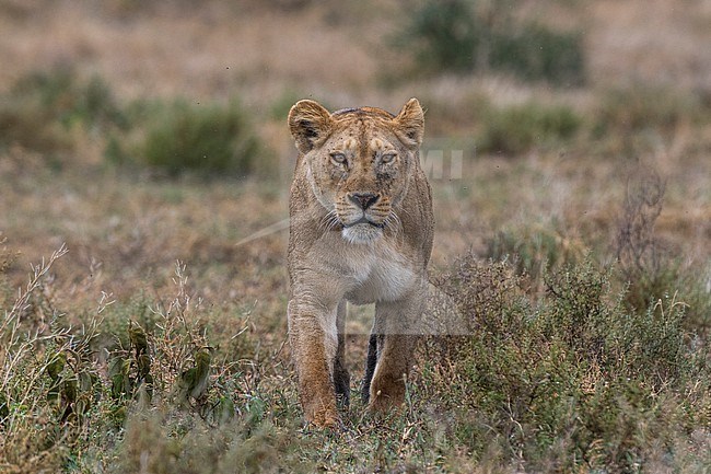 A lioness, Panthera leo, walking in the savannah. Ndutu, Ngorongoro Conservation Area, Tanzania. stock-image by Agami/Sergio Pitamitz,