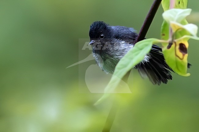 White-bellied Crested Flycatcher (Elminia albiventris) perched on a branch in a rainforest in Equatorial Guinea and Bioko. stock-image by Agami/Dubi Shapiro,