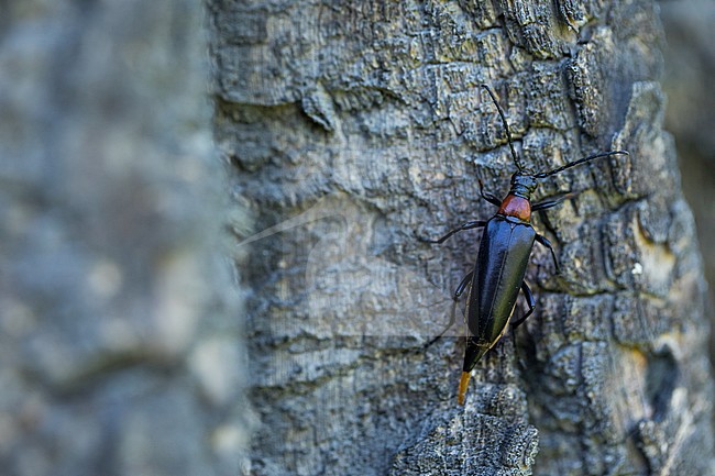 Leptura thoracica, Russia (Baikal), imago, female, oviparous stock-image by Agami/Ralph Martin,
