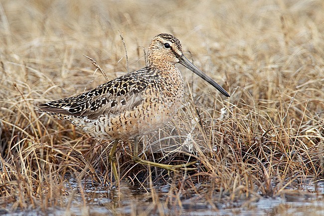 Volwassen Grote Grijze Snip in natte toendra, Adult Long-billed Dowitcher in wet tundra stock-image by Agami/Brian E Small,