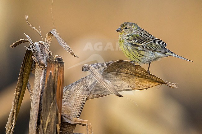 Atlantic Canary, Kanarie stock-image by Agami/Daniele Occhiato,