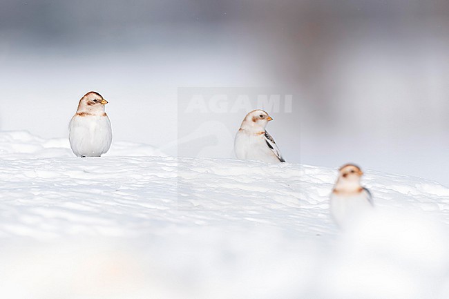  stock-image by Agami/Marcel Burkhardt,