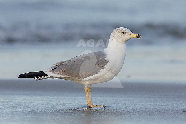 Yellow-legged Gull (Larus michahellis), side view of a third winter individual standing on the shore, Campania, Italy stock-image by Agami/Saverio Gatto,