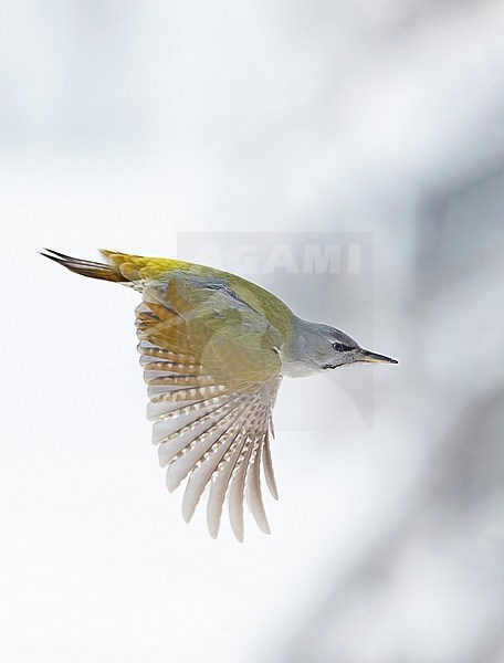 Grey-headed Woodpecker female (Picus canus) in flight Kuusamo Finland January 2020 stock-image by Agami/Markus Varesvuo,