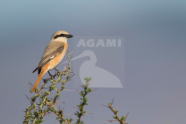 Isabelline Shrike - Isabellwürger - Lanius isabellinus ssp. isabellinus, Russia (Baikal), adult, male stock-image by Agami/Ralph Martin,