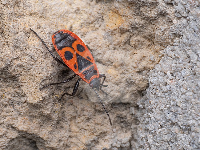 Imago of Pyrrhocoris apterus stock-image by Agami/Arnold Meijer,