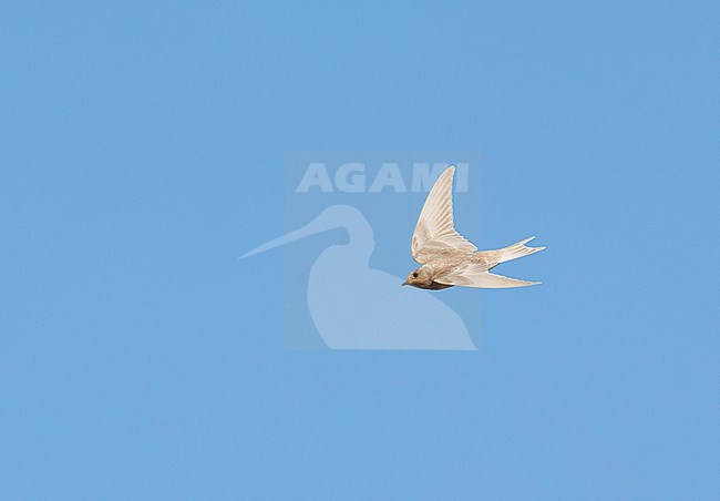 Abberant coloured, leucistic, albino juvenile Barn Swallow (Hirundo rustica) flying against a blue sky. rare sight and plumage stock-image by Agami/Ran Schols,