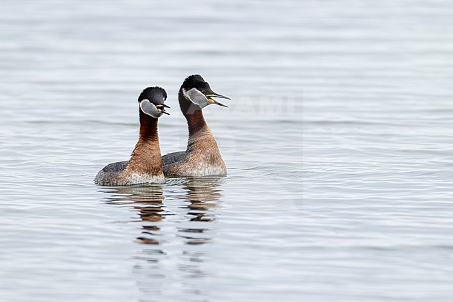 A couple of red-necked grebes (Podiceps grisegena) is displaying on Sulsdorfer Wieck at Fehmarn, an island at the german Baltic Sea stock-image by Agami/Mathias Putze,