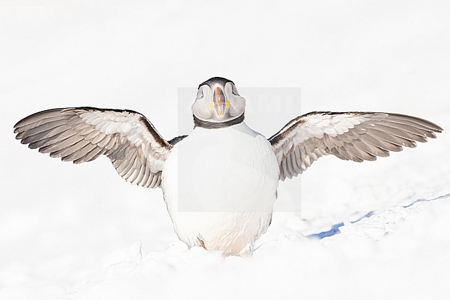  stock-image by Agami/Menno van Duijn,