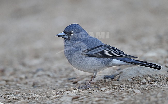 Tenerife Blue Chaffinch (Fringilla teydea) male perched at Tenerife, Canary Islands stock-image by Agami/Helge Sorensen,