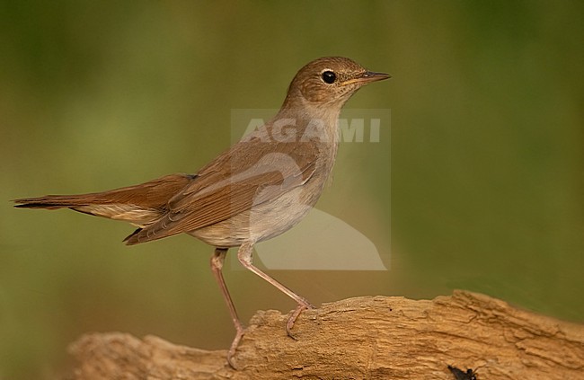  stock-image by Agami/Eduard Sangster,