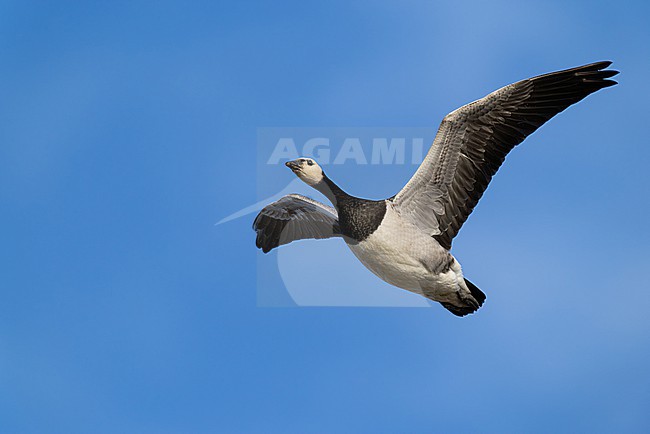  stock-image by Agami/Mathias Putze,