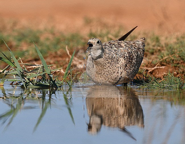 Female Black-bellied Sandgrouse (Pterocles orientalis) drinking from a freshwater pool in Spain. stock-image by Agami/Laurens Steijn,