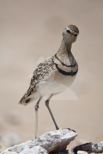 Dubbelbandrenvogel staand op steen Namibie, Double-banded Courser at stone Namibia stock-image by Agami/Wil Leurs,