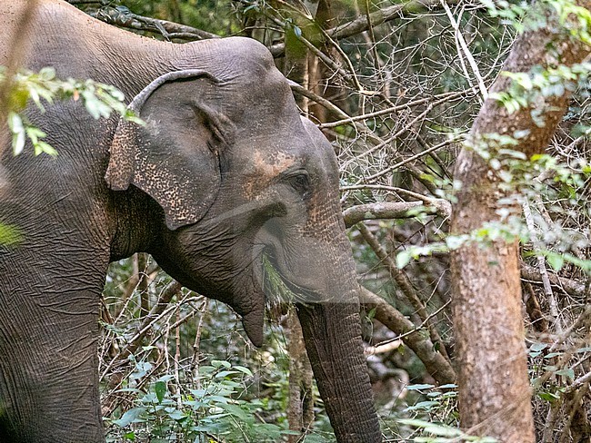 Asian Elephant, Elephas maximus stock-image by Agami/Hans Germeraad,
