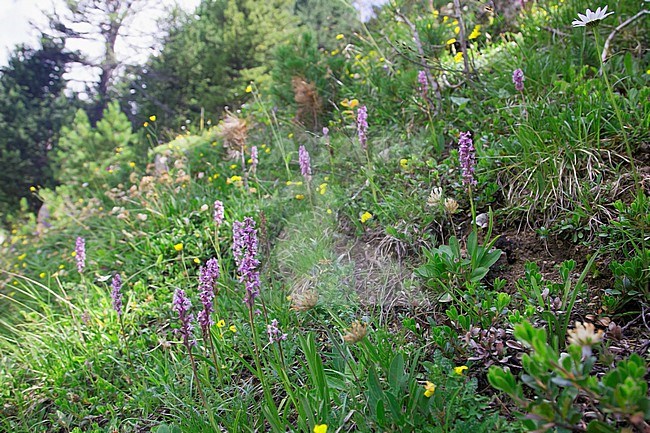 Fragrant Orchid flowering in the mountains stock-image by Agami/Theo Douma,