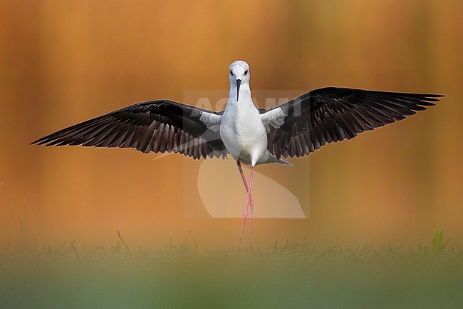 Black-winged Stilt (Himantopus himantopus) in Italy. stock-image by Agami/Daniele Occhiato,