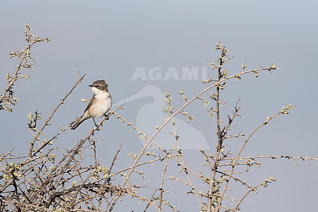 Hume's Whitethroat (Sylvia althaea) Tajikistan, adult perched on a branch stock-image by Agami/Ralph Martin,
