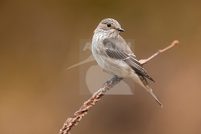 Spotted Flycatcher, Muscicapa striata, in Italy. stock-image by Agami/Daniele Occhiato,