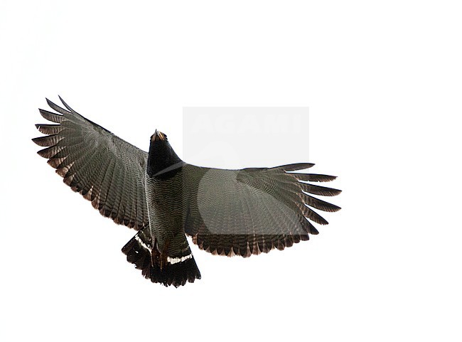 Barred hawk (Morphnarchus princeps) flying overhead near Mindo on the west slope of the Andes of Ecuador. stock-image by Agami/Marc Guyt,