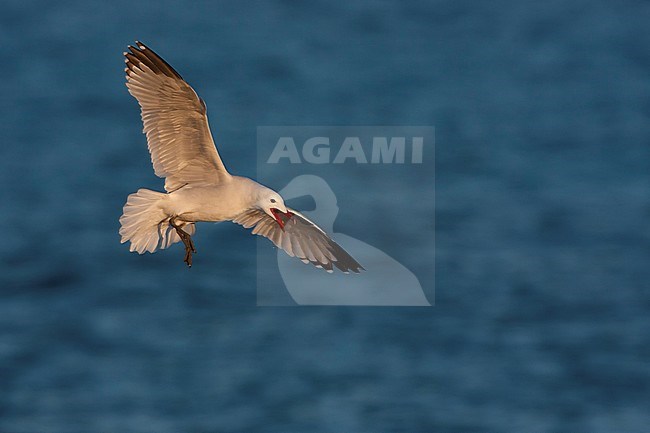 Audouin's Gull - Korallenmöwe - Larus audouinii, Spain (Mallorca), adult stock-image by Agami/Ralph Martin,