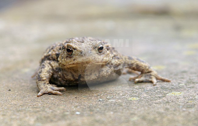 Gewone pad, Common toad stock-image by Agami/Reint Jakob Schut,