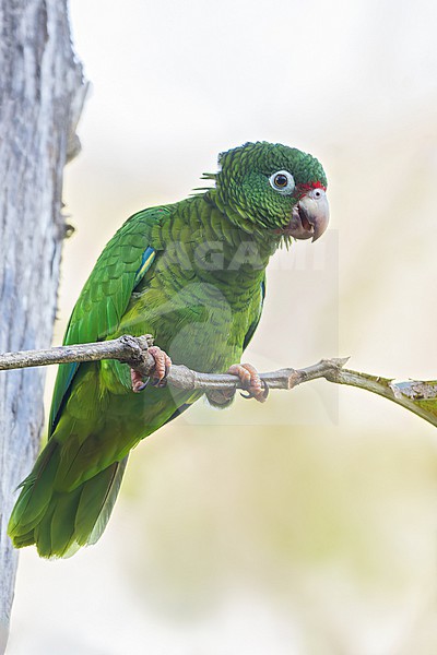 Puerto Rican Parrot (Amazona vittata) Perched on a branch in Puerto Rico stock-image by Agami/Dubi Shapiro,