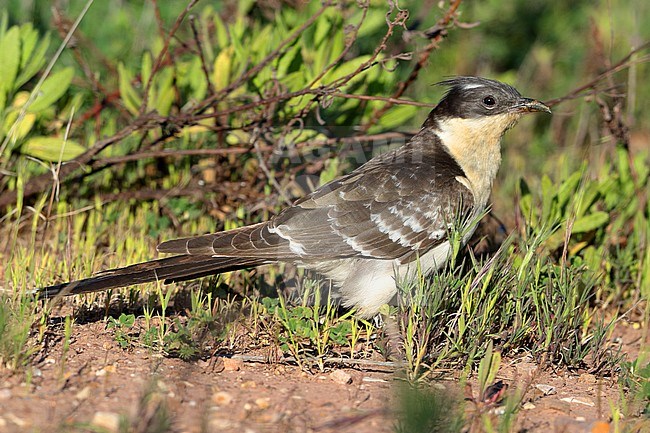 Second calendar year Great Spotted Cuckoo (Clamator glandarius) at Hyeres in France. Standing on the ground. stock-image by Agami/Aurélien Audevard,