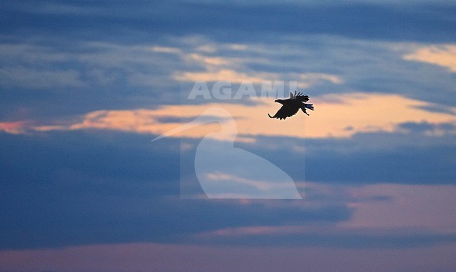 Zeearend in de vlucht; White-tailed Eagle in flight stock-image by Agami/Markus Varesvuo,