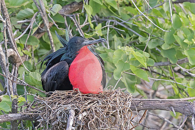 Male Great Frigatebird (Fregata minor ridgwayi) on the Galapagos Islands, part of the Republic of Ecuador. stock-image by Agami/Pete Morris,