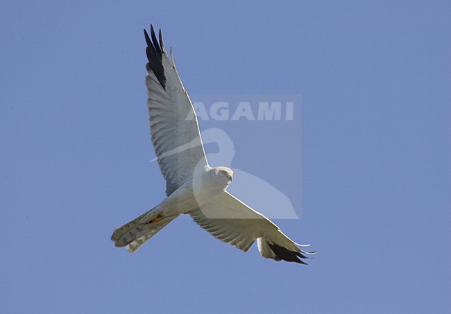 Pallid Harrier male flying; Steppekiekendief man vliegend stock-image by Agami/Arie Ouwerkerk,