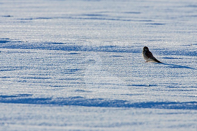 Torenvalk zittend in sneeuw; Common Kestrel perched in snow stock-image by Agami/Menno van Duijn,