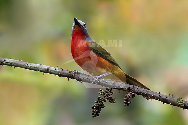 Adult Fiery-breasted Bushshrike (Malaconotus cruentus) perched on a branch in a rainforest in Equatorial Guinea and Bioko. stock-image by Agami/Dubi Shapiro,