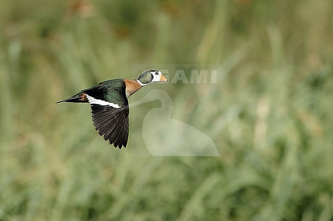 Male African Pygmy Goose (Nettapus auritus) in Namibia. In flight. stock-image by Agami/Arie Ouwerkerk,