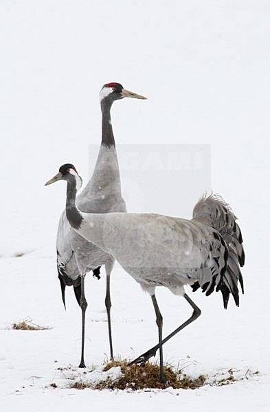 Kraanvogel in de sneeuw; Common Crane in the snow stock-image by Agami/Markus Varesvuo,