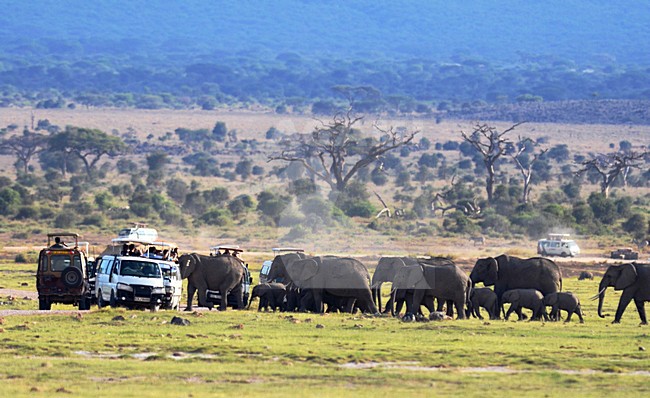 Afrikaanse Olifant, African Elephant, Loxodonta africana stock-image by Agami/Laurens Steijn,