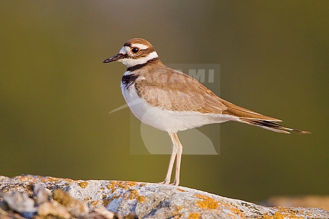 Killdeer (Charadrius vociferus) perched on a rock in Victoria, BC, Canada. stock-image by Agami/Glenn Bartley,