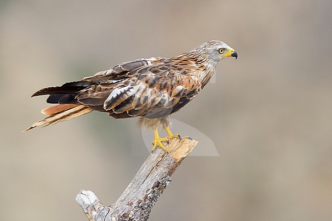 Red Kite (Milvus milvus), side view of a bird perched on a dead tree in Basilicata, Italy. stock-image by Agami/Saverio Gatto,