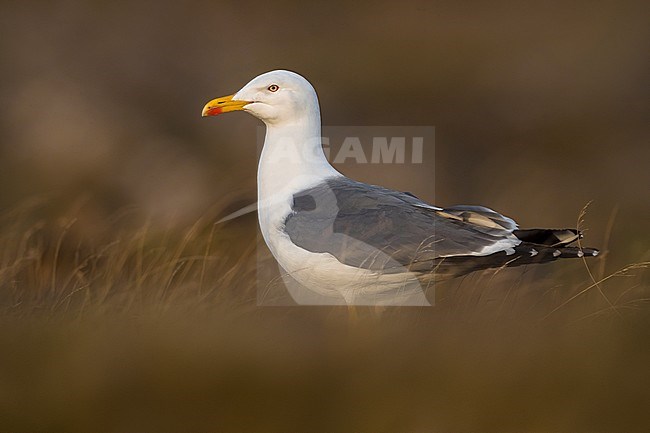 Adult Lesser Black-backed Gull (Larus fuscus graellsii) standing on the ground in arctic Iceland. stock-image by Agami/Daniele Occhiato,