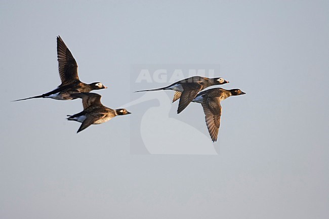 IJseenden in vlucht; Long-tailed Ducks in flight stock-image by Agami/Markus Varesvuo,