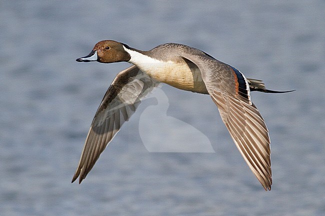 Mannetje Pijlstaart in vlucht, Male Northern Pintail in flight stock-image by Agami/Glenn Bartley,