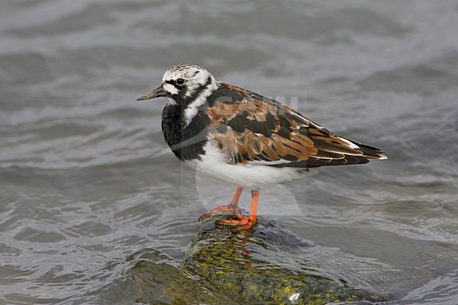 Volwassen Steenloper in zomerkleed; Adult Ruddy Turnstone in summer plumage stock-image by Agami/Arie Ouwerkerk,