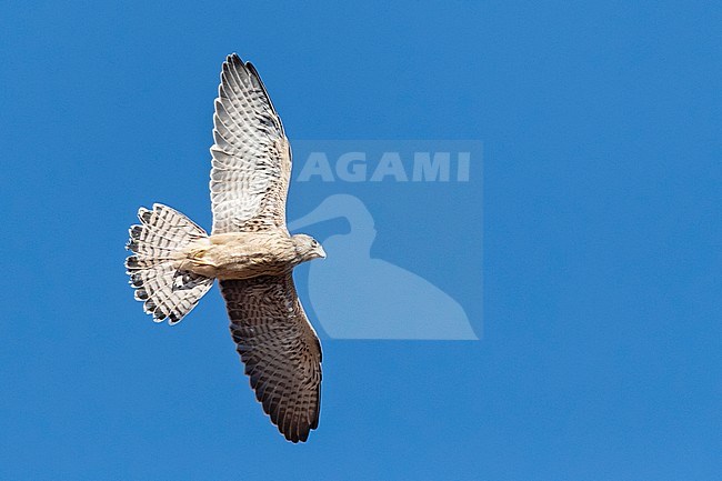 Immature Lesser Kestrel (Falco naumanni) in flight over a breeding colony in Spain. stock-image by Agami/Marc Guyt,