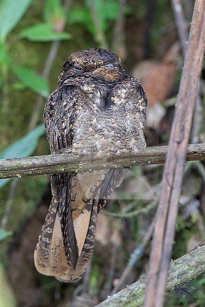 A wintering migratory Chuck-will's-widow (Antrostomus carolinensis) at Cocorná, Colombia. IUCN Status Near Threatened. stock-image by Agami/Tom Friedel,