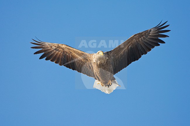 Zeearend, White-tailed Eagle, Haliaeetus albicilla stock-image by Agami/Marc Guyt,