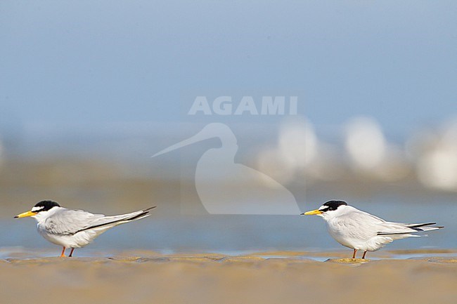 Dwergstern, Little Tern, Sternula albifrons pair on beach stock-image by Agami/Menno van Duijn,