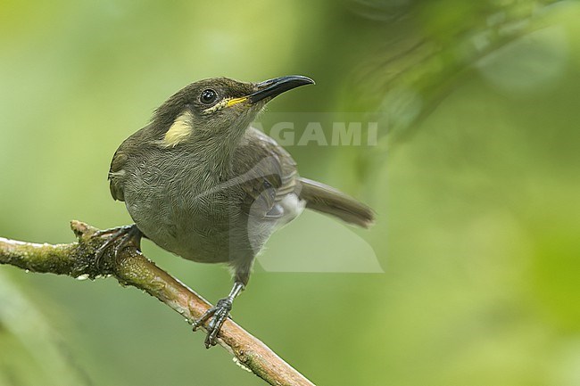 Yellow-gaped Honeyeater (Microptilotis flavirictus) perched on a branch in Papua New Guinea. stock-image by Agami/Glenn Bartley,
